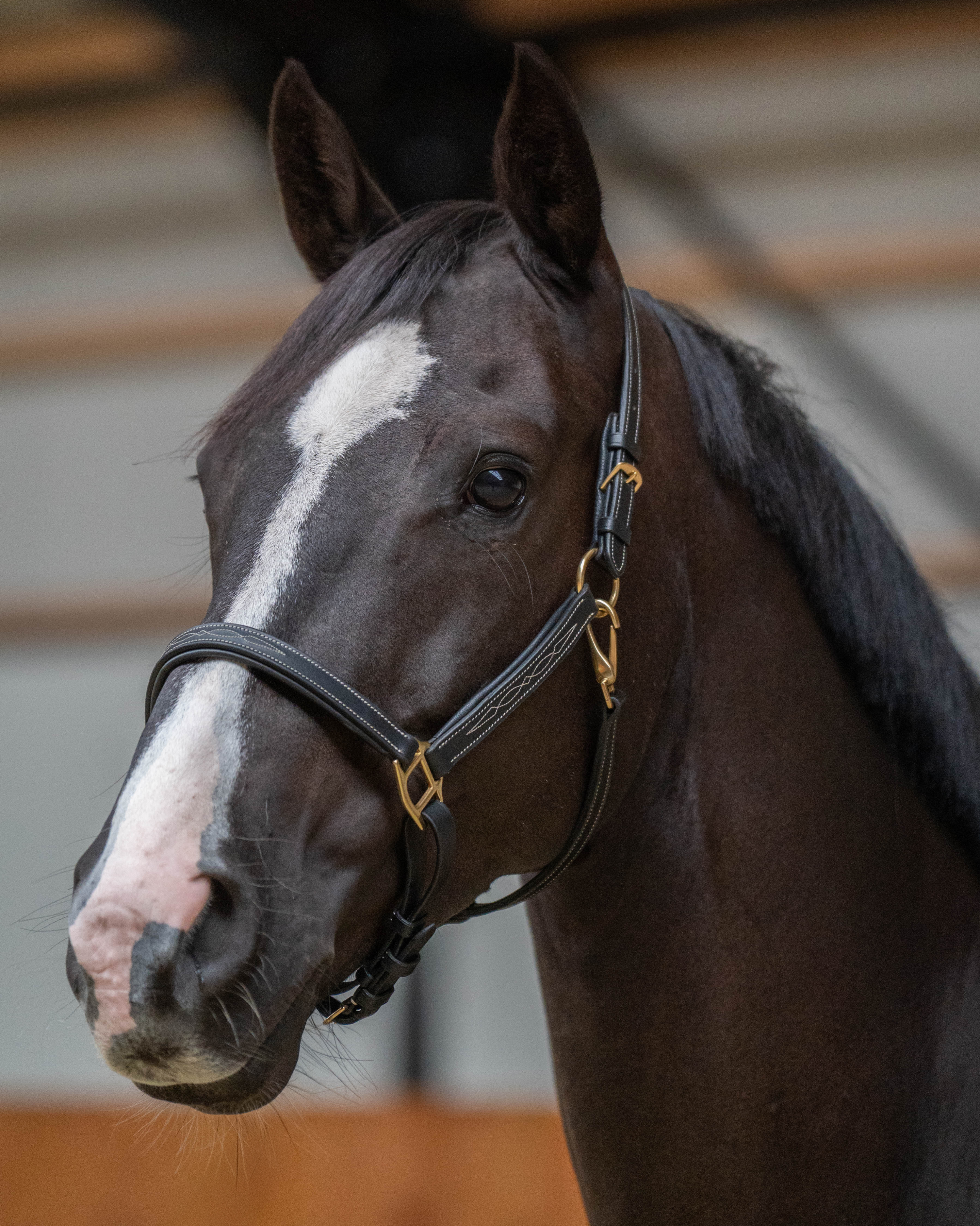 Leren halster - Classic Couture