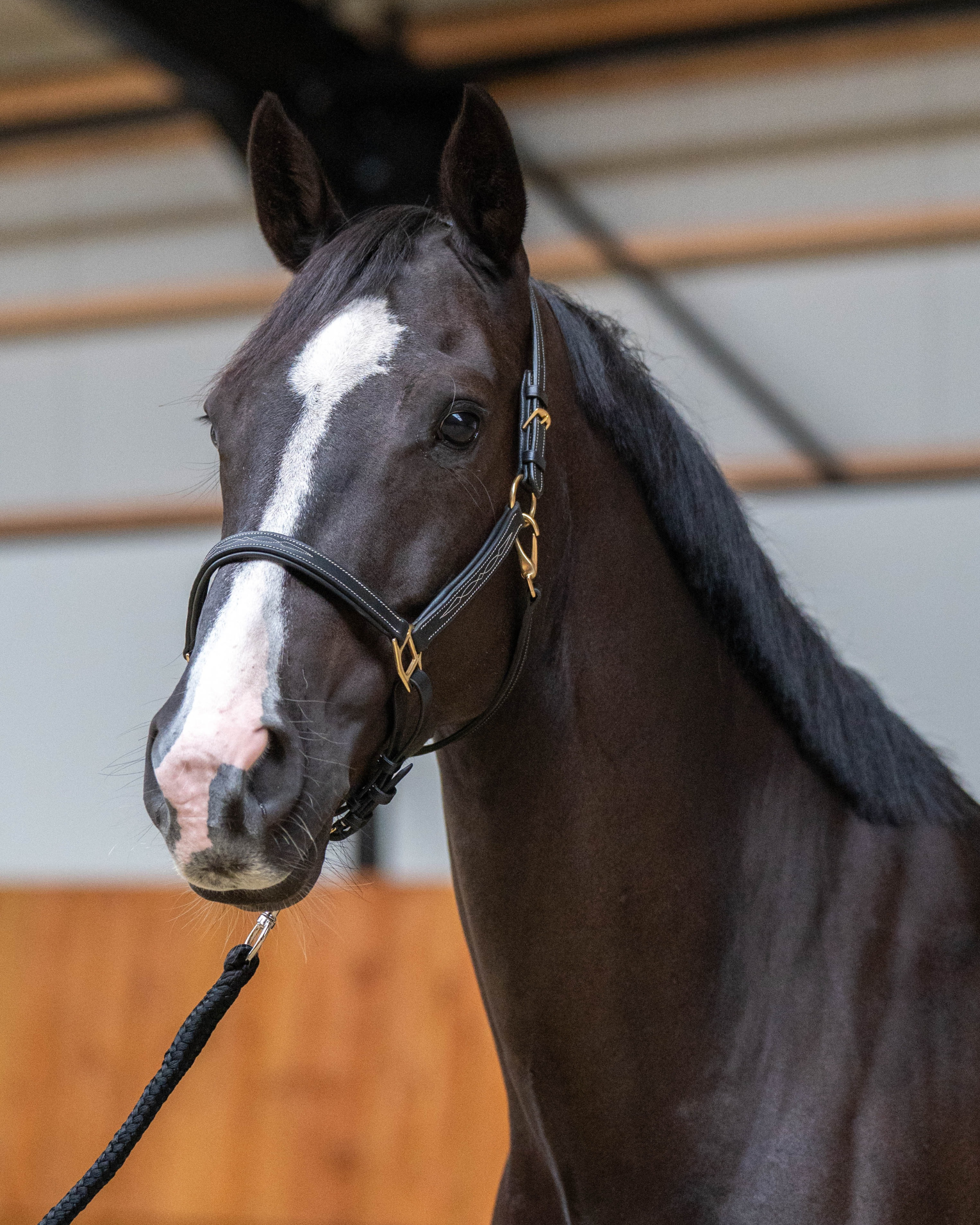 Leren halster - Classic Couture