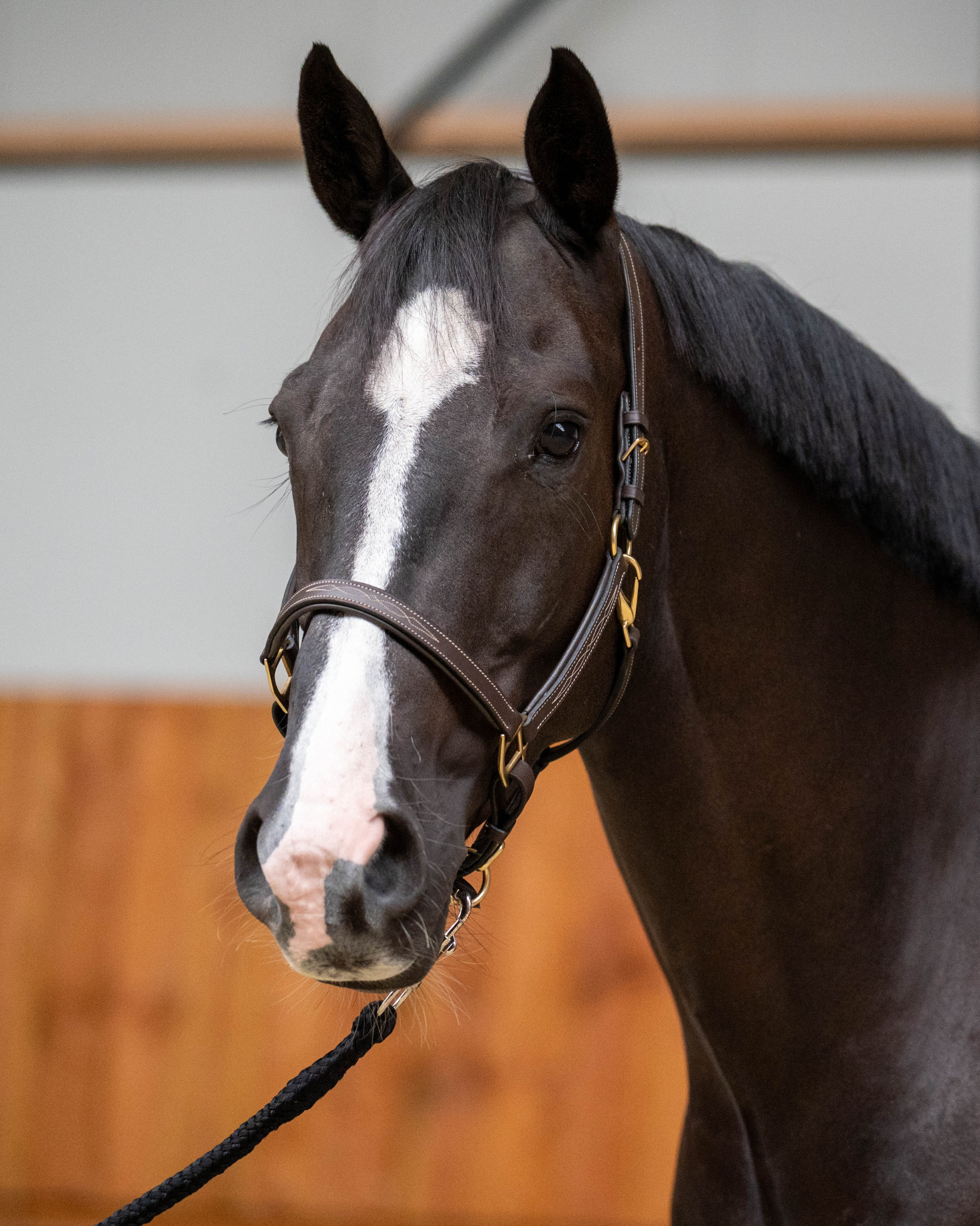 Leren halster - Classic Couture