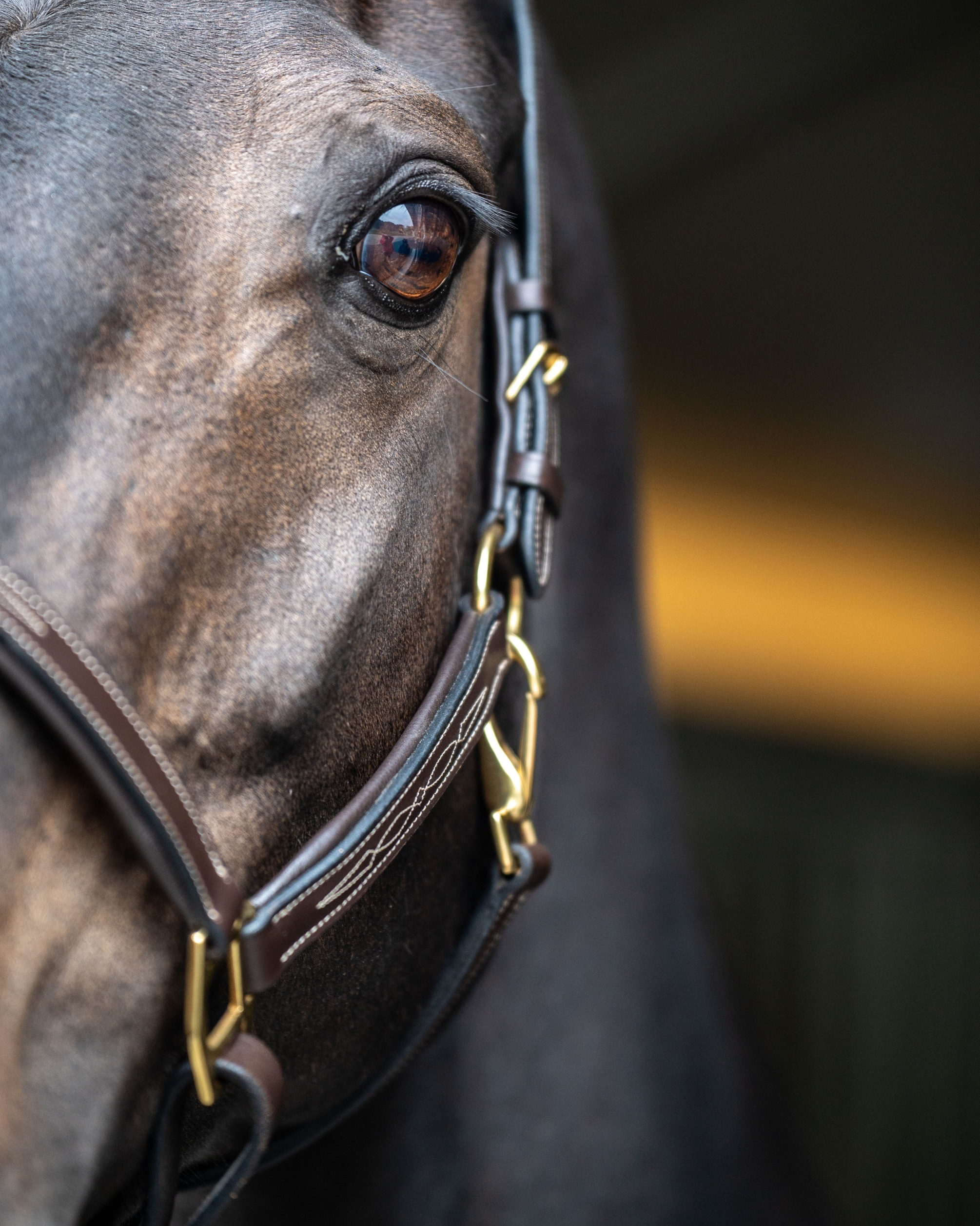 Leren halster - Classic Couture