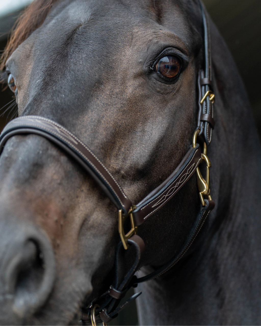 Leather halter - Classic Couture